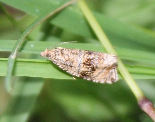 Celypha lacunana